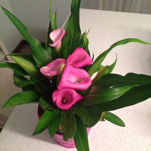 Meet your Posher, Connie